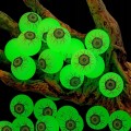 Piłka piłeczka gumowa OKO gałka oczna kauczukowa świecąca w ciemności FLUO x10