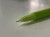 IMG-1333.JPG
